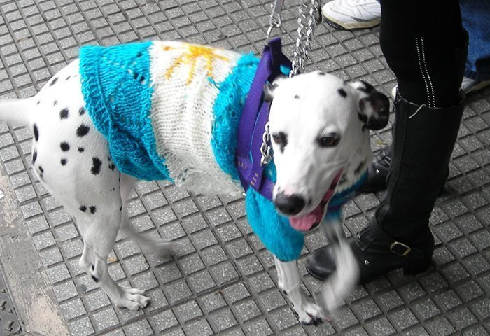 fig48 espacial22schwindt95 perro